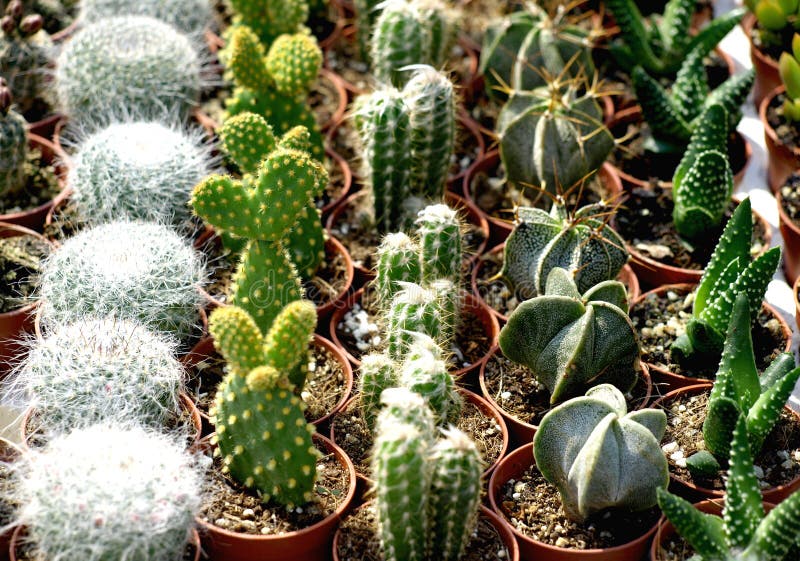 Cactos pequenos imagem de stock royalty free