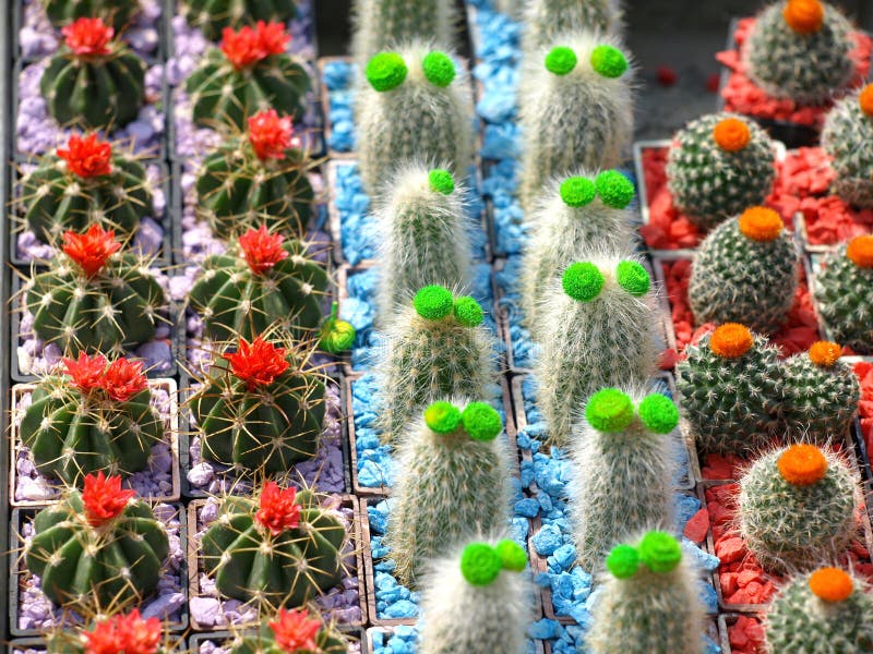 Cactos pequenos fotografia de stock royalty free