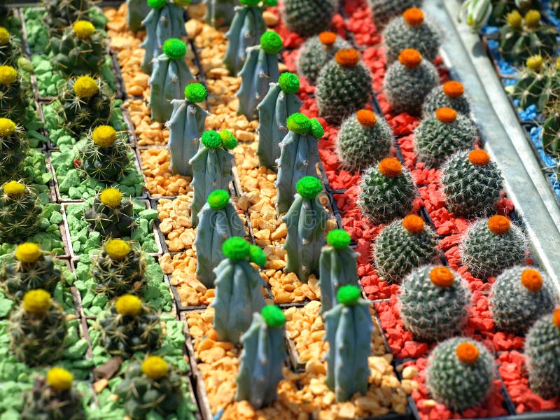 Cactos pequenos imagens de stock