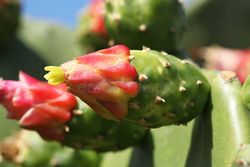 Cactus stock fotografie Cactus stock fotografie
