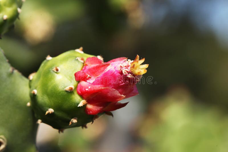 Cactus stock afbeelding Cactus stock afbeelding