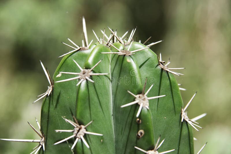 Cactus stock foto Cactus stock foto