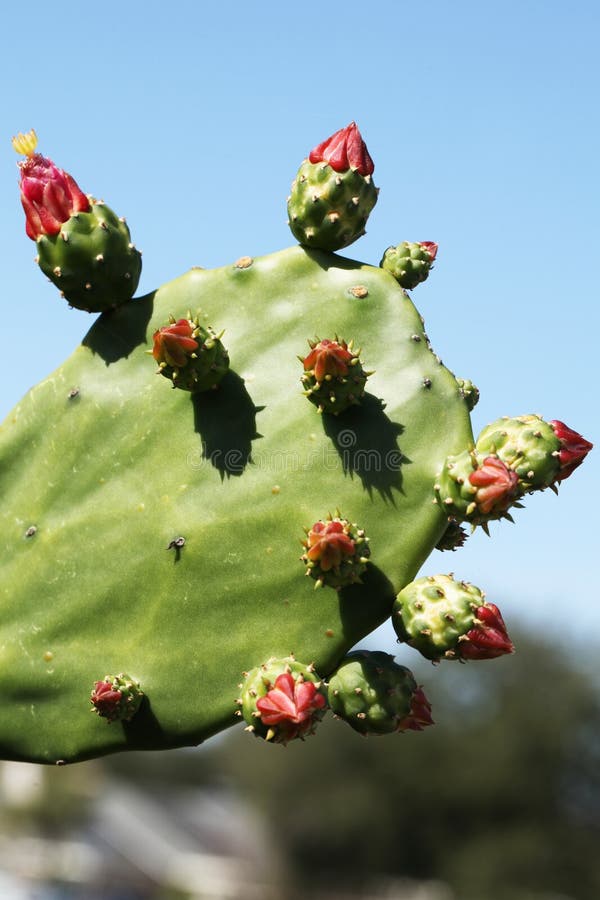 Cactus stock fotografie Cactus stock fotografie