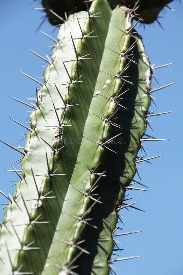 Cactus stock foto's Cactus stock foto's