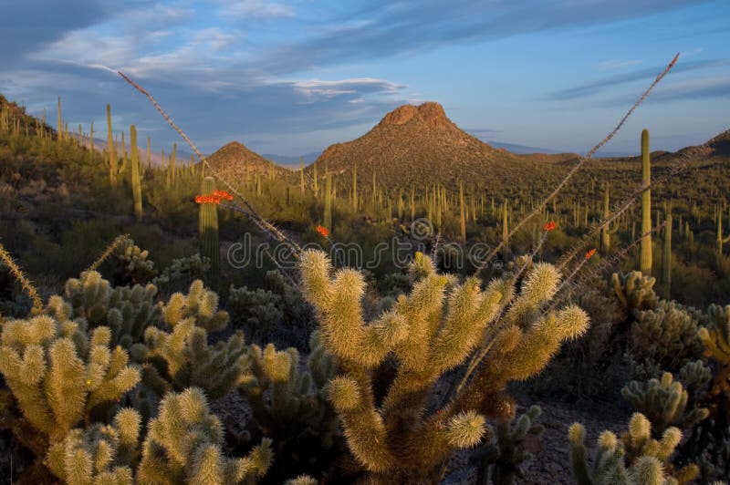 Cactus