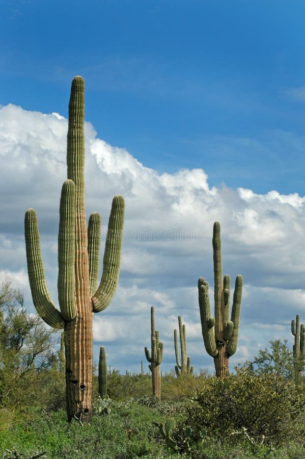 Desert Cactus stock photo. Image of southwestern, cactus - 4533290