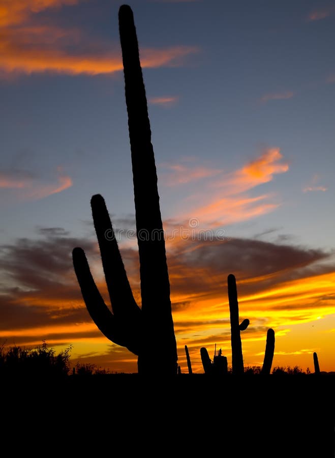 Cactus royalty free stock photos