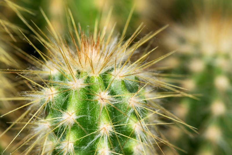Cactus royalty free stock images