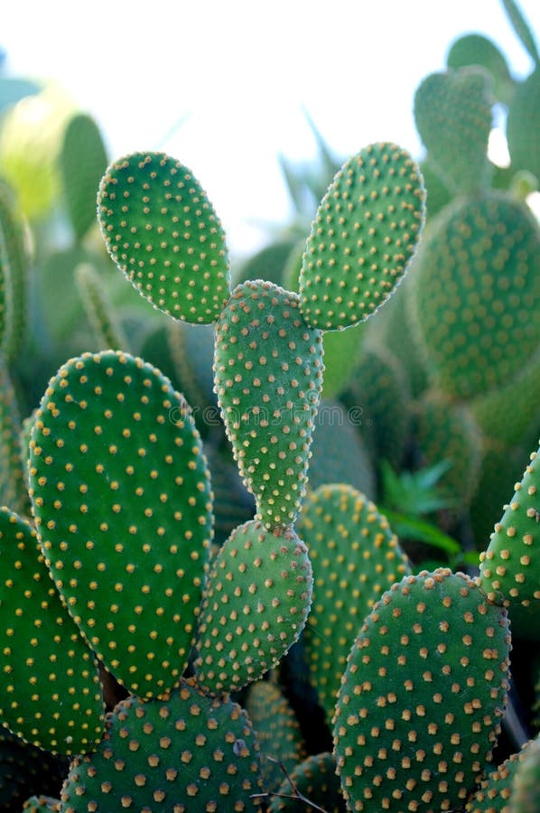 Da botanico giardino.