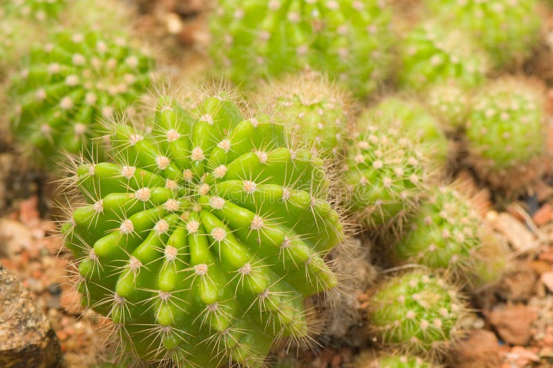 Cactus