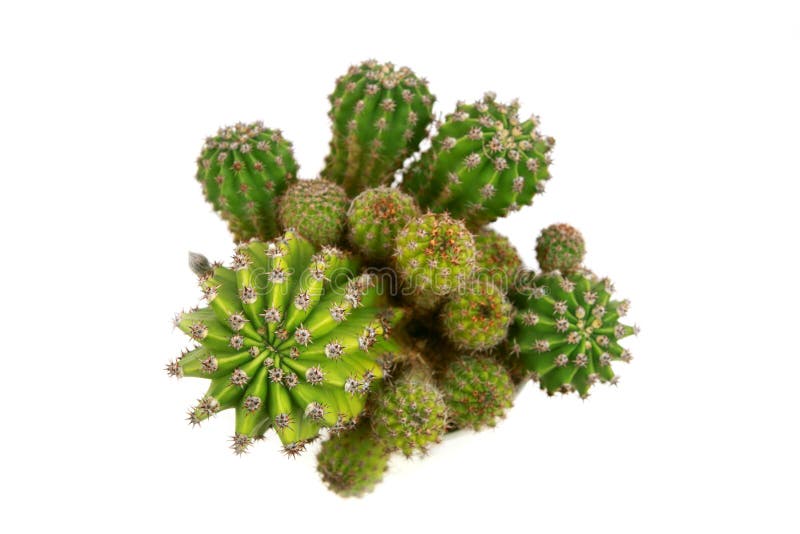 Cactus royalty free stock photo Cactus royalty free stock photo