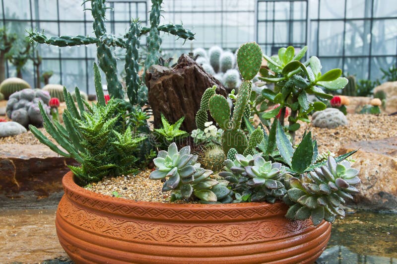 Cactus Family Plants in Pot Stock Image Image of family, terrace