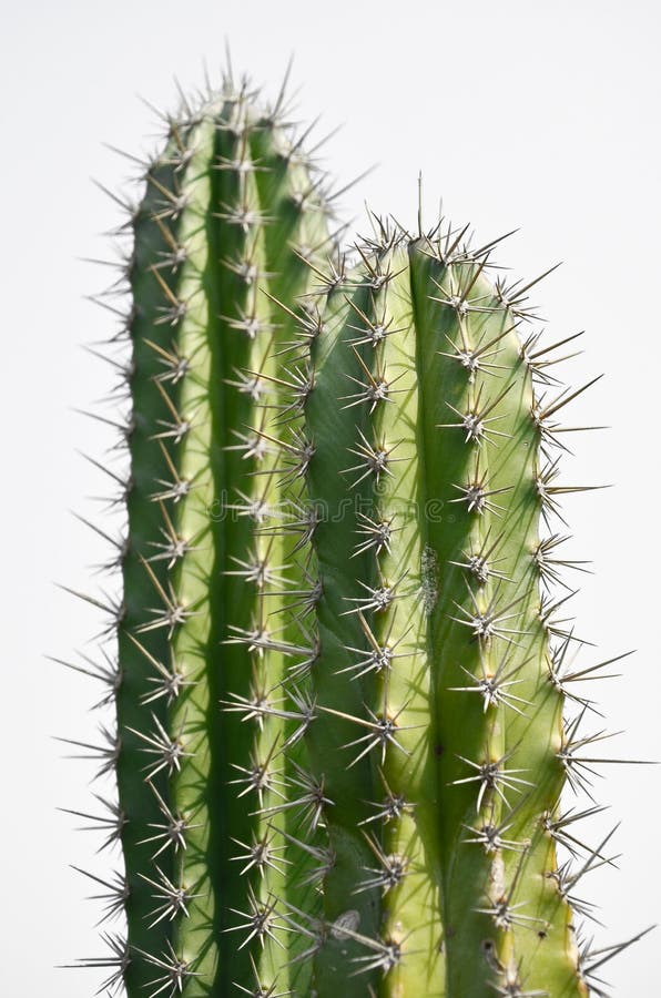 Cactus photographie stock libre de droits Cactus photographie stock libre de droits