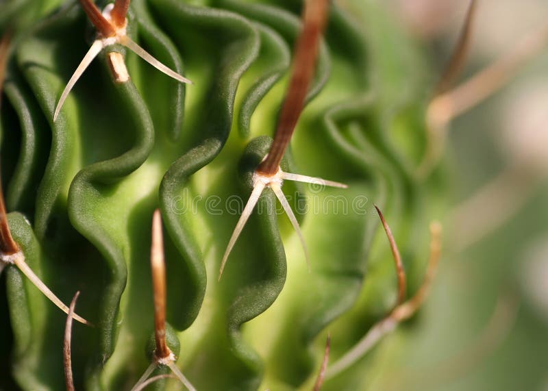 Cactus closeup. Abstract background