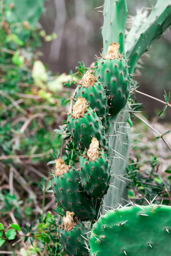 Cactus photographie stock libre de droits Cactus photographie stock libre de droits