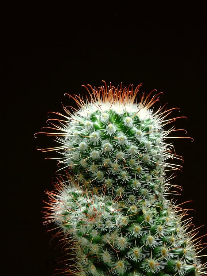 Cactus