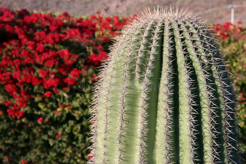 Cactus against red blooming bush