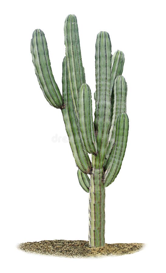 Cactus aislado en el fondo blanco