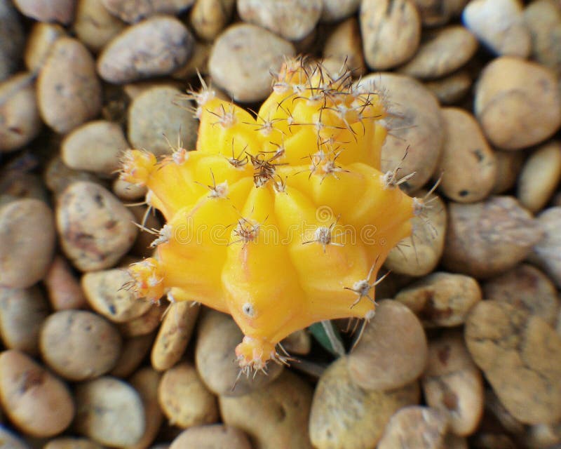 Cactus amarillo del color foto de archivo. Imagen de cacto - 48083214