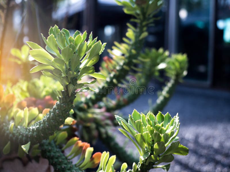 Cactus or Aporocactus flagelliformis. A plant from the garden in the sunlight