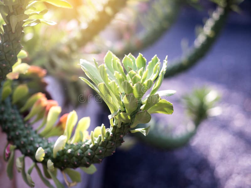 Cactus or Aporocactus flagelliformis. A plant from the garden in the sunlight