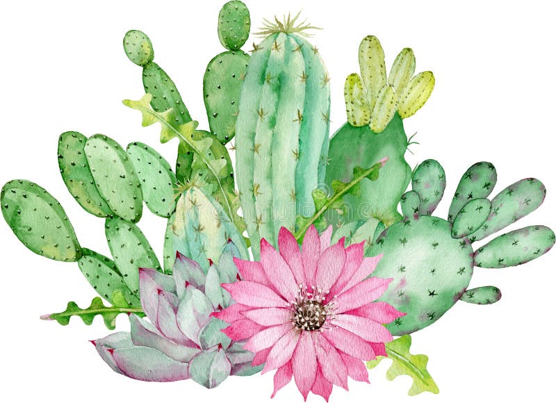Download Cactus Arrangement With Pink Flower. Watercolor Hand-drawn ...