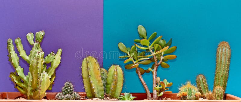 Cactus. Art Gallery Fashion Design. Minimal Stillife. Blue Mood. Trendy Bright Summer Colors. Creative Unusual Style. Concept. Det