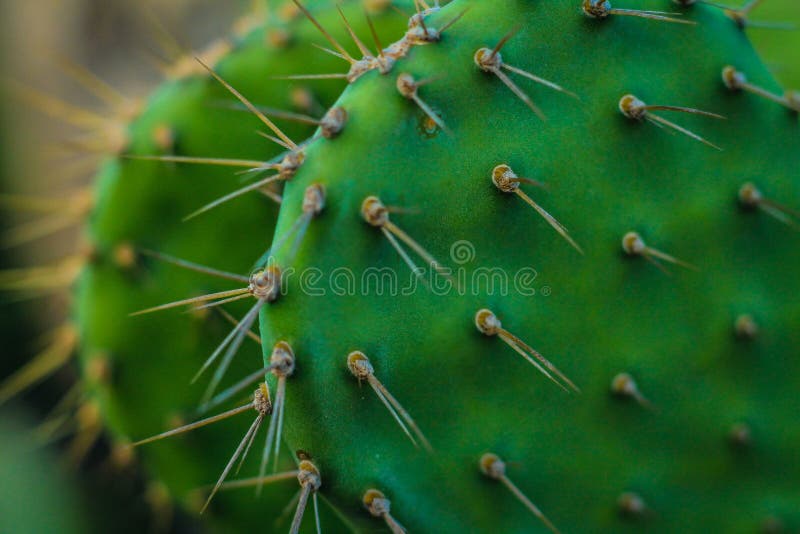 Cactus Aruba stock photo. Image of aruba, landscape, plants 82890026