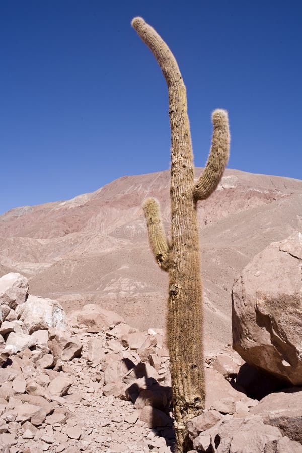 Cactus at atacama