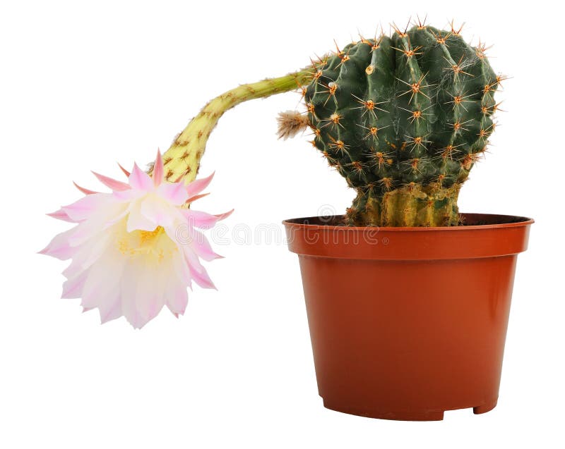 Cactus avec la fleur photo libre de droits Cactus avec la fleur photo libre de droits