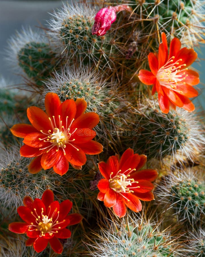 Flores Rojas Florecientes Hermosas Del Cactus Ciérrese Para Arriba Del ...