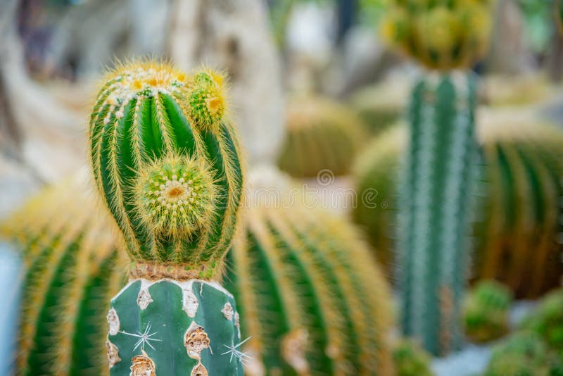 Jardín cactus Decoración exterior