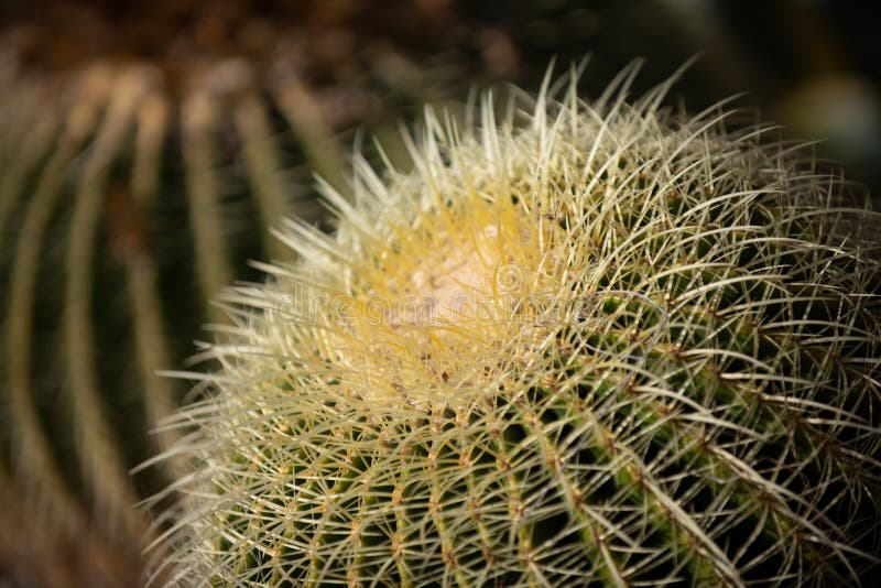 Cactus backdround, cacti design or cactaceae pattern. royalty free stock images