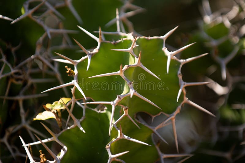 Cactus backdround, cacti design or cactaceae pattern. stock images