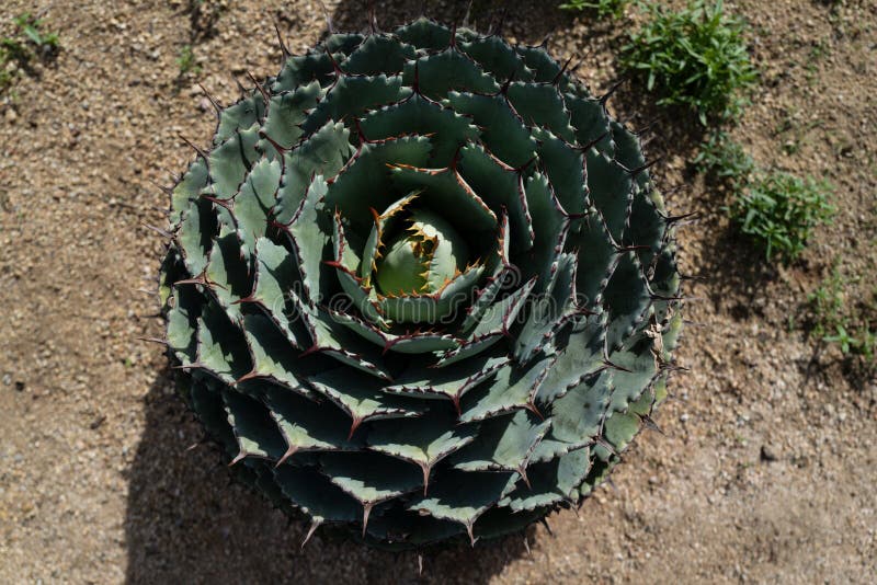 Cactus backdround, cacti design or cactaceae pattern. royalty free stock image