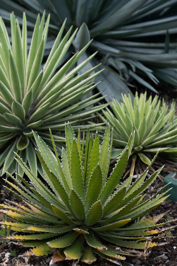 Cactus backdround, cacti design or cactaceae pattern. royalty free stock photos
