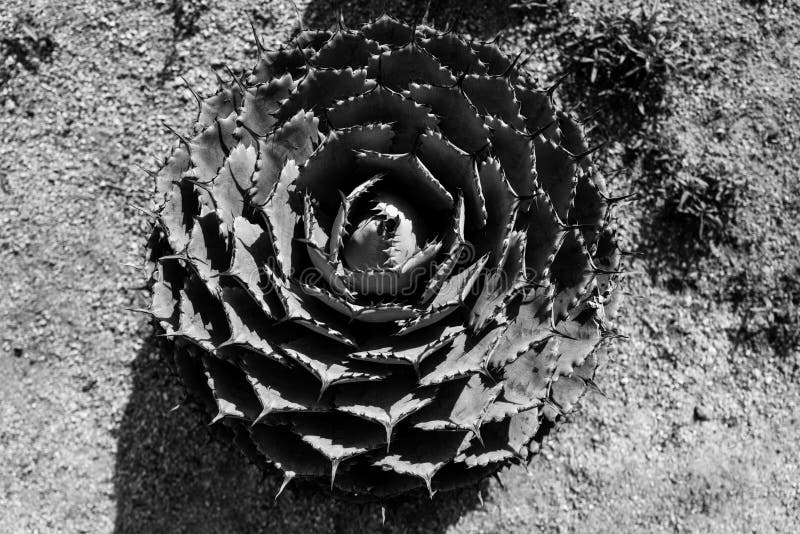 Cactus backdround, cacti design or cactaceae pattern. royalty free stock photography