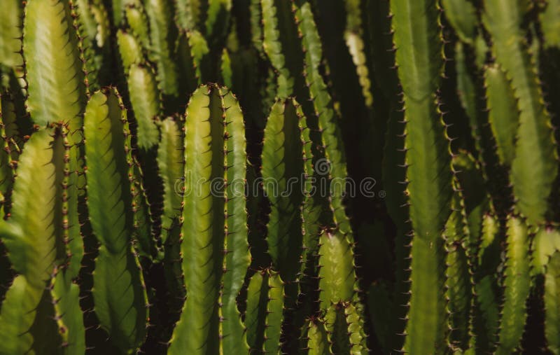 Cactus backdround, cacti design or cactaceae pattern. royalty free stock photography
