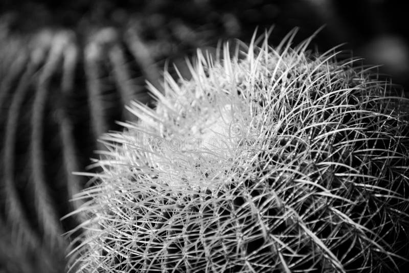 Cactus backdround, cacti design or cactaceae pattern. royalty free stock image