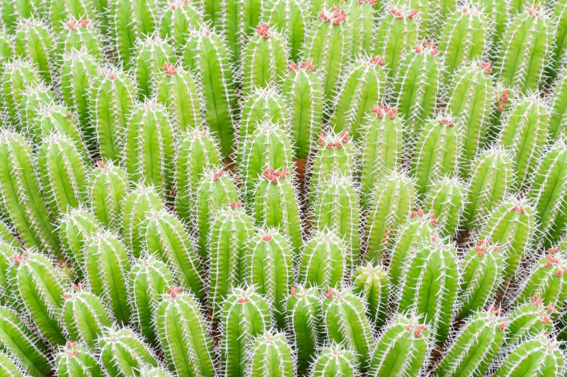 Cactus, background picture, succulent,plant, desert