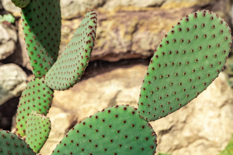 Cactus on the Background of Stones. Cactus Plant Opuntia Microdasys Rufida. Stock Image Image
