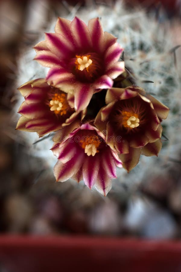 Cactus in bloom