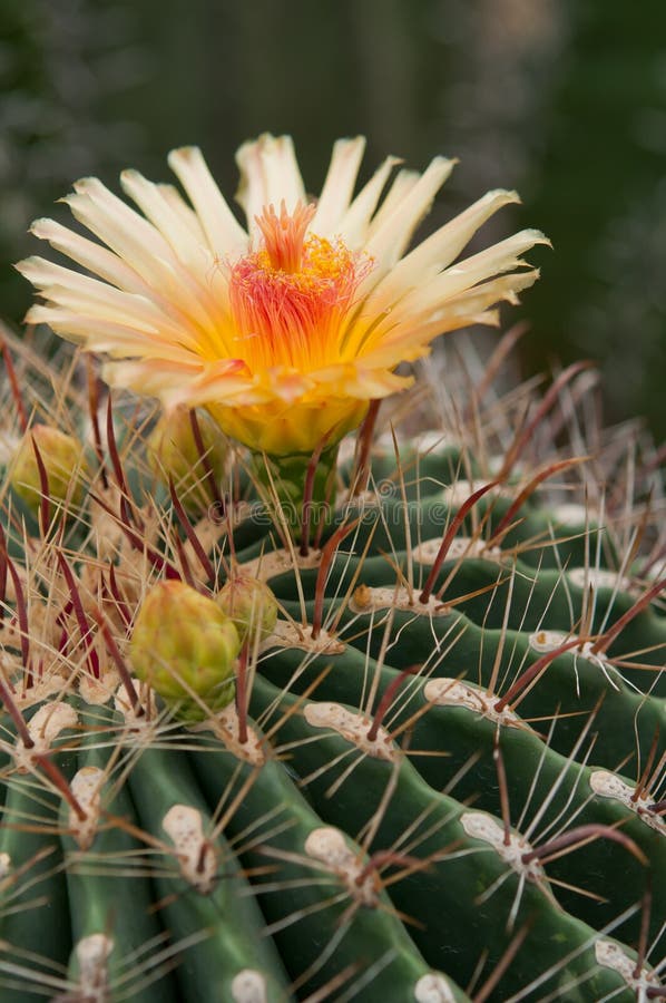 Cactus blossom stock image. Image of garden, flower, round 25498839