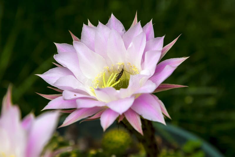 Cactus blossom