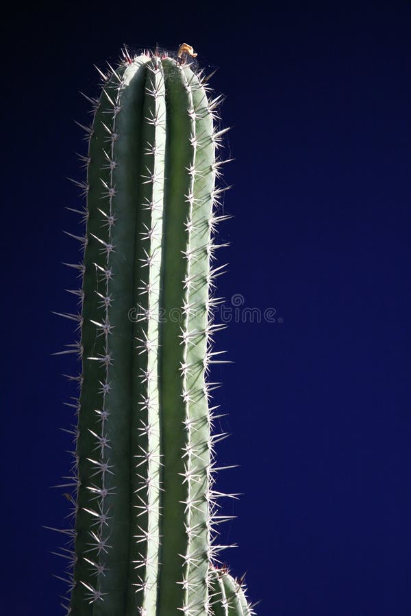 Cactus with blue background