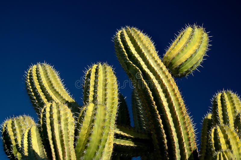  verde sul buio cielo blu.