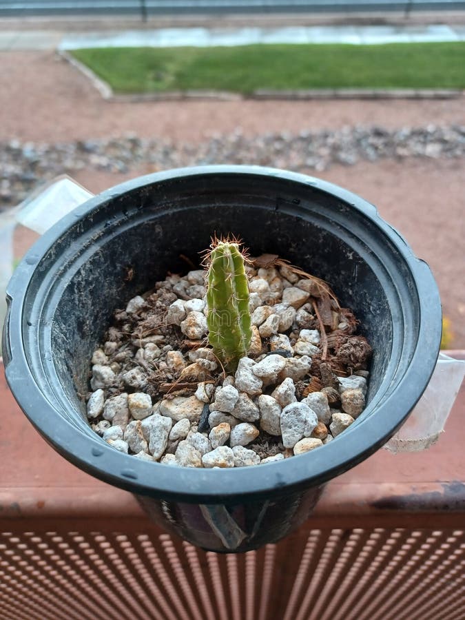 Cactus Bolivian Torch stock image. Image of tree, leaf - 224030183