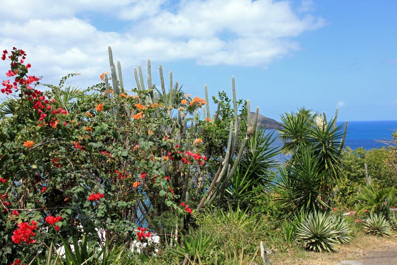 bougainvillea-st-thomas-stock-photos-free-royalty-free-stock-photos