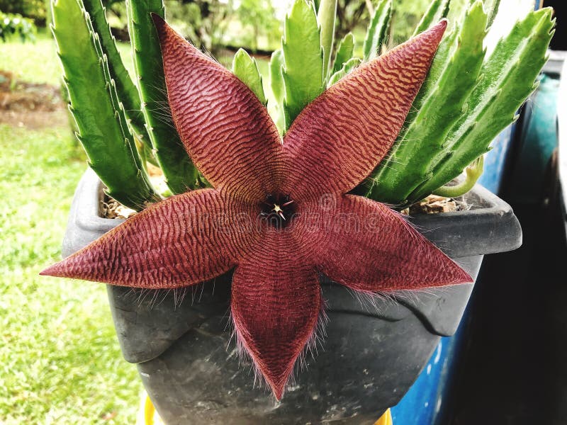Cactus brunblomstapelia hirsuta i grå vas arkivbild