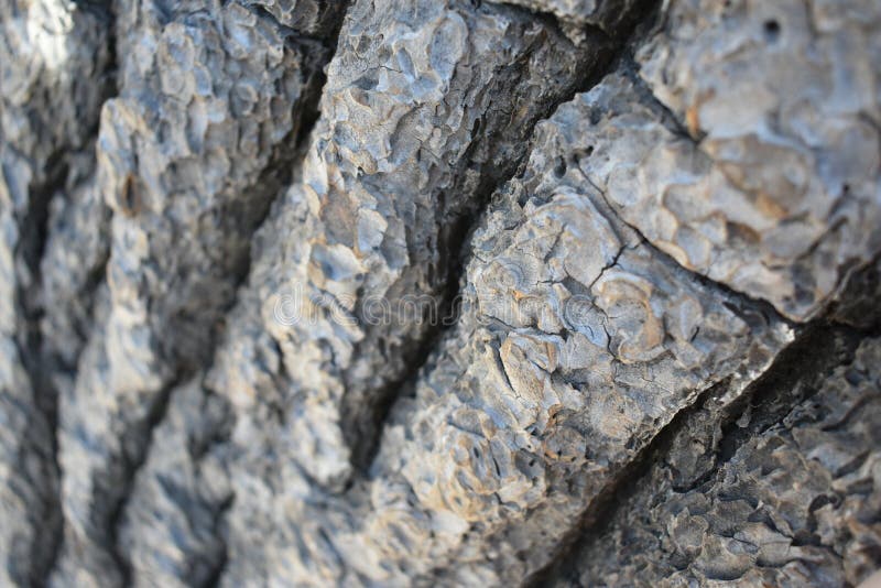 Cactus bruncortex texture royaltyfria bilder